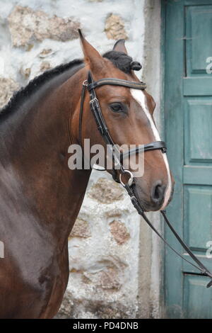 Ein geflochtenes bay Lusitano Pferd mit Blaze in Zaum gegen die Mauer aus Stein und grüne Tür Stockfoto