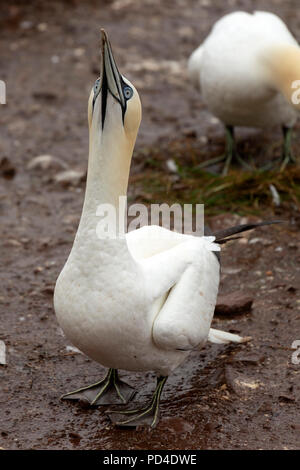 Northern Gannet (Morus bassanus) Verschachtelung auf die Insel Bonaventure, Kanada. Die Insel bietet Lebensraum für rund 60.000 Paare Basstölpel. Stockfoto