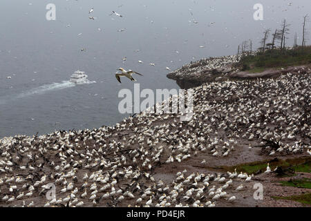 Northern Gannet (Morus bassanus) Verschachtelung auf die Insel Bonaventure, Kanada. Die Insel bietet Lebensraum für rund 60.000 Paare Basstölpel. Stockfoto