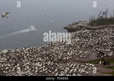 Northern Gannet (Morus bassanus) Verschachtelung auf die Insel Bonaventure, Kanada. Die Insel bietet Lebensraum für rund 60.000 Paare Basstölpel. Stockfoto