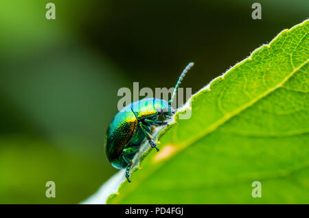 Chrysolina Coerulans Blau Mint Leaf käfer insekt kriecht auf grünem Blatt Makro Stockfoto