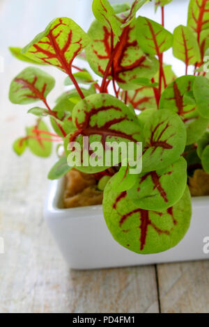 frischen Salatblättern Stockfoto