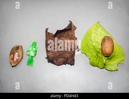 Paan wird mit zarten grünen Betelblatt vorbereitet, Tabak, Natron und Arecanuß sehr in vielen Ländern des Süden und Südosten Asi beliebt ist Stockfoto