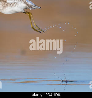 Tropfen, Tropfen von Wasser durch einen Bruchwasserläufer links bei take off Stockfoto