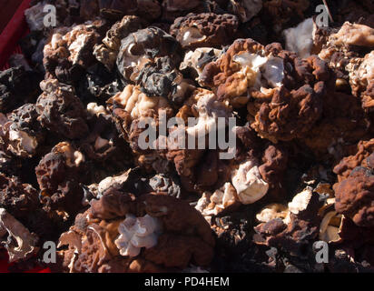 Gyromitra esculenta, in der Nähe des Pilzes in einem Stall am freien Markt Kauppatori in Helsinki, Finnland, giftig, wenn nicht richtig vorbereitet Stockfoto