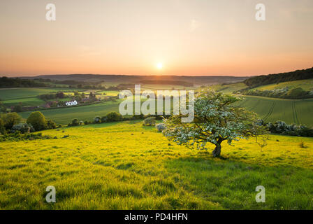 Eine idyllische englische Landschaft Szene bei Sonnenuntergang; ein einsamer Baum mit Blick auf eine Hütte in den North Kent Downs. Stockfoto