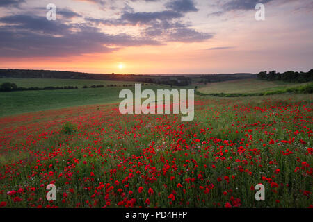 Ein Feld mit Klatschmohn bei Sonnenuntergang; im Süden eingefangen - Osten Englands in der Kent Downs AONB. Stockfoto