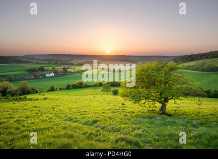 Eine idyllische englische Landschaft Szene bei Sonnenuntergang; ein einsamer Baum mit Blick auf eine Hütte in den North Kent Downs. Stockfoto