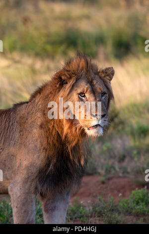 Männliche Löwe Panthera leo beleuchtet durch die niedrige Sonne in der Dämmerung Stockfoto