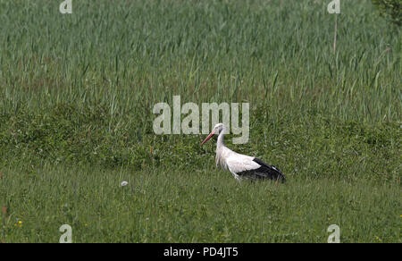 Weißstorch (Ciconia ciconia) auf der Nahrungssuche im grünen Gras Stockfoto