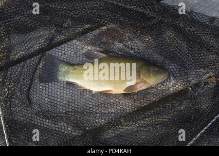 Süßwasserfische - schleie (Tinca tinca) Stockfoto