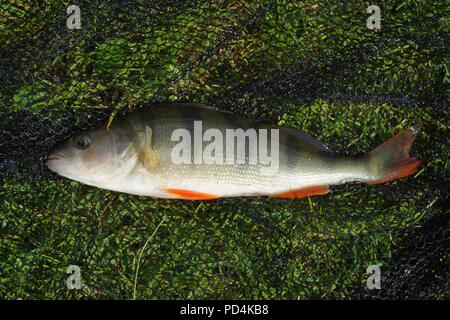 Barsch (perca Fluviatilis) Stockfoto