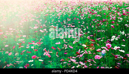 Schöne Kosmos Blume in großen Farm Stockfoto