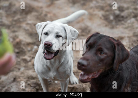 Junge süße Labrador Retriever Hunde Welpen Haustier Stockfoto