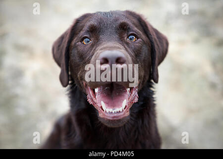 Junge süße Labrador Retriever Hunde Welpen Haustier Stockfoto