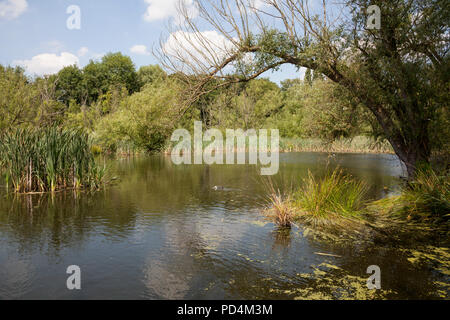 See, Broxbourne, Lea Valley Country Park, Großbritannien Stockfoto