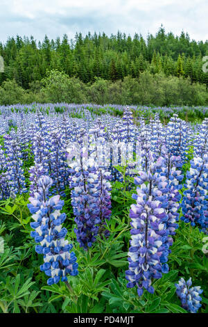 Schönen lila Lupin Nootka wiesen Feld am östlichen Island, Anfang Sommer Stockfoto