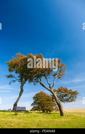 Windswept Bäumen Cleeve Hill, Gloucestershire, England Stockfoto