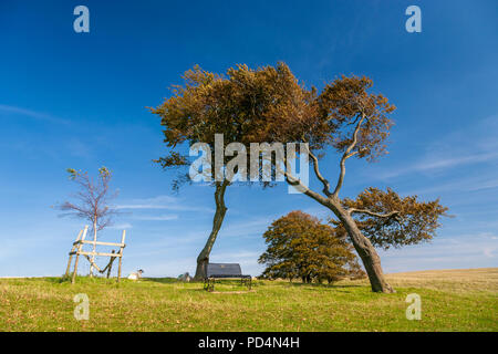 Windswept Bäumen Cleeve Hill, Gloucestershire, England Stockfoto