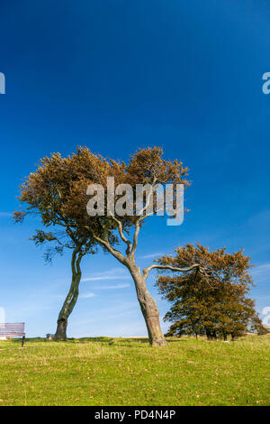 Windswept Bäumen Cleeve Hill, Gloucestershire, England Stockfoto