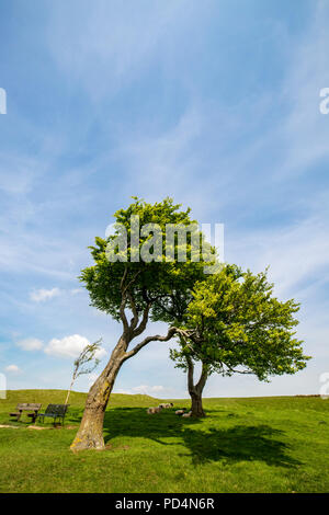 Windswept Bäumen Cleeve Hill, Gloucestershire, England Stockfoto