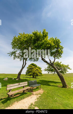 Wind fegte Bäumen Cleeve Hill, Gloucestershire, England Stockfoto