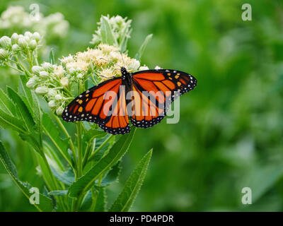 Männliche monarch butterfly auf hellen indischen Wegerich Blumen. Stockfoto