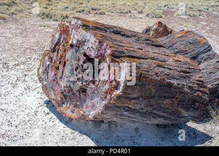 Versteinertes Holz, Arizona #2592 Stockfoto