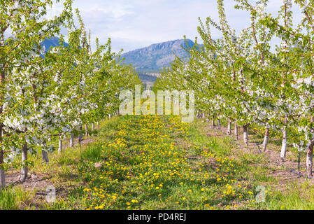 Blick nach unten Zeile der blühenden Apfelbäume im Obstgarten mit Löwenzahn Blumen im Gras und Berge im Hintergrund Stockfoto