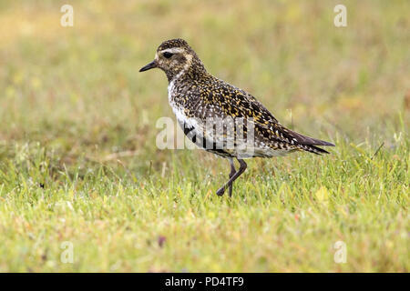 Europäische Goldregenpfeifer (Pluvialis apricaria) Erwachsene in der Zucht Gefieder in Feld in Island Stockfoto