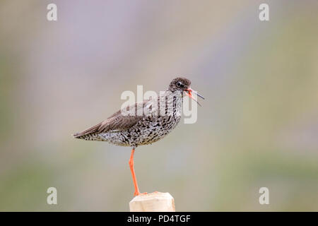 Gemeinsame Rotschenkel (Tringa totanus) Erwachsene in der Zucht Gefieder, die auf Post-Aufruf in Island Stockfoto