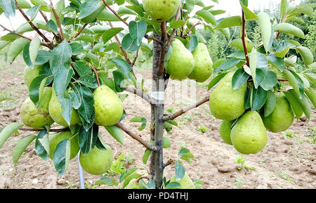 Reife Birnen am Baum, Bild einer Stockfoto