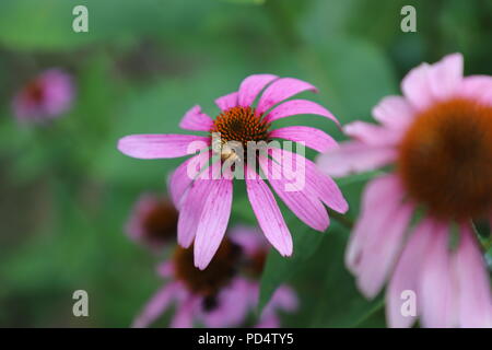 Biene auf Sonnenhut in Garten Stockfoto