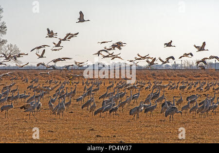 Migration von Kanadakranichen in einem Bauernhof in der Nähe von Kearney, Nebraska Stockfoto