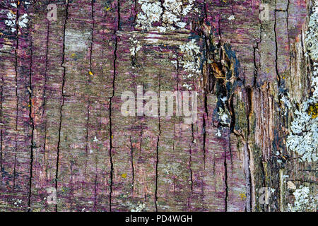 Die reichhaltige Textur von verwittertem Holz, mit Rissen und abblätternde Farbe. Sonne, Regen und Wind verwittertes Holz aus einem Schuppen Stockfoto