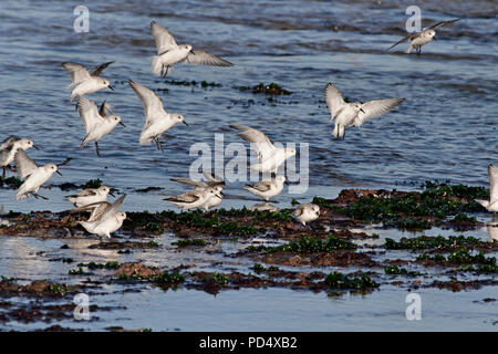 Sanderlings im Flug, Landung auf dem Felsen einer nördlichen portugiesischen beache bei Ebbe. Stockfoto