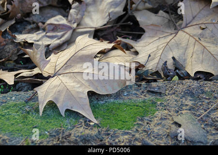 In der Nähe von Laub in der London Street. Stockfoto