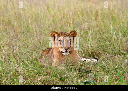 Ein junges Männchen cub sitzt zufrieden, während der Rest der Stolz entspannt in der Nähe in die relative Sicherheit der Ruaha Nationalpark. Stockfoto