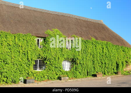 Reetdachhaus in Ivy in Dorf Whitford, Devon abgedeckt Stockfoto