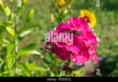 Schöne Blume phloxes im Garten auf Hintergrund grün Blatt an Solar Tag Stockfoto