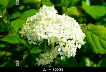 Blume weiße Hortensien im Garten auf Hintergrund grün Blatt an Solar Tag Stockfoto