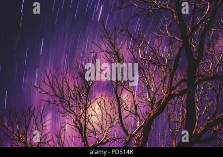 Sterne Spuren auf einer langen Belichtungszeit Foto der Himmel in der Nacht und einem weichen verschwommene Äste Silhouette im Vordergrund. Lila tönen Himmel. Stockfoto
