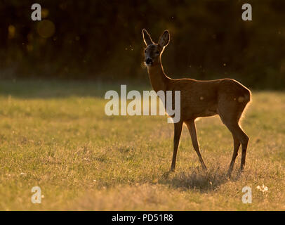 Eine wilde weibliche Rehe (Capreolus capreolus) steht, wachsam und aufmerksam bei Sonnenuntergang auf der Waldfläche, Warwickshire Stockfoto