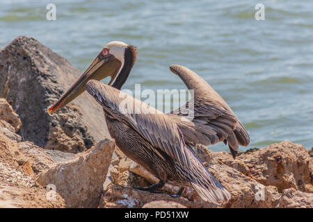 Brauner Pelikan, Pelecanus occidentalis, der kleinste der acht Arten von Pelikan, auf Pelican Island, in der Nähe von Galveston, Texas. Stockfoto