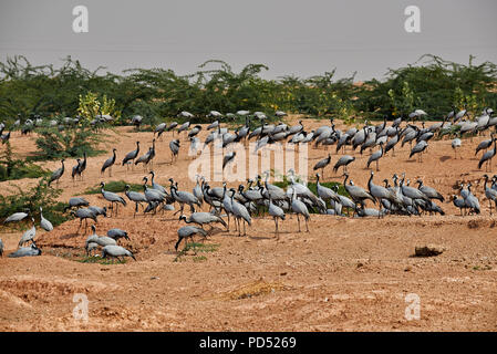 Herde Demoiselle Krane in Khichan Vogelschutzgebiet, Anthropoides virgo, verbringen den Winter in Khichan, Rajasthan, Indien Stockfoto