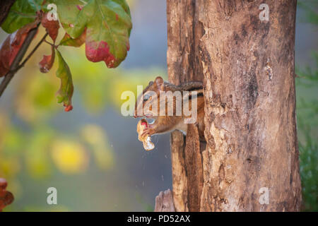 Eastern Chipmunk, Tamias striatus, in North Carolina im November. Stockfoto