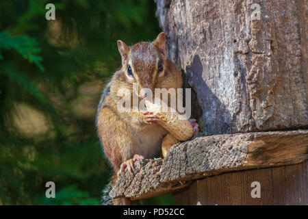 Eastern Chipmunk, Tamias striatus, Essen eine Erdnuss in Nord-Carolina im November. Stockfoto