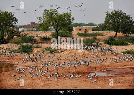 Herde Demoiselle Krane in Khichan Vogelschutzgebiet, Anthropoides virgo, verbringen den Winter in Khichan, Rajasthan, Indien Stockfoto