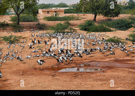 Herde Demoiselle Krane in Khichan Vogelschutzgebiet, Anthropoides virgo, verbringen den Winter in Khichan, Rajasthan, Indien Stockfoto