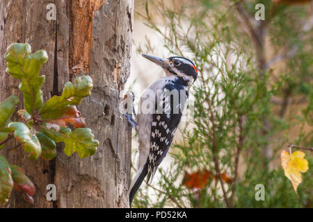 Hairy Specht, Picoides villosus, in North Carolina im November. Stockfoto